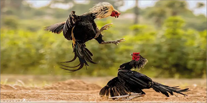 cá cược đá gà là gì?